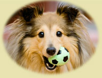 image of a sheltie on The Housebreaking Bible products page