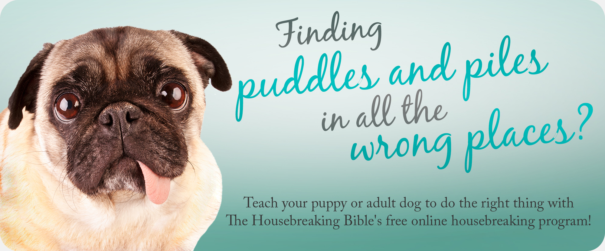 Welcome to the Housebreaking Bible 